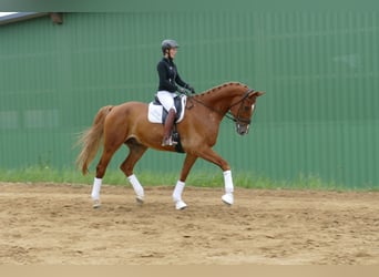 Mecklenburger Warmblut, Wallach, 8 Jahre, 178 cm, Fuchs