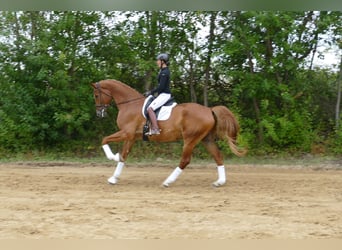 Mecklenburger Warmblut, Wallach, 8 Jahre, 178 cm, Fuchs