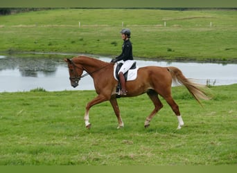 Mecklenburger Warmblut, Wallach, 8 Jahre, 178 cm, Fuchs