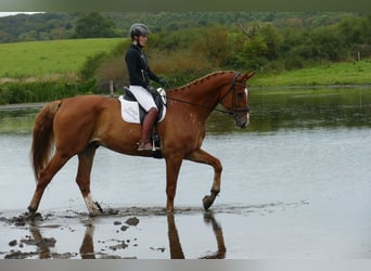 Mecklenburger Warmblut, Wallach, 8 Jahre, 178 cm, Fuchs