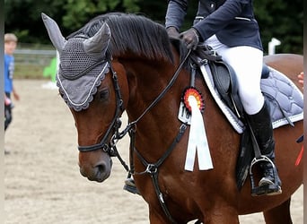 Mecklenburger Warmblut, Wallach, 9 Jahre, 162 cm, Brauner