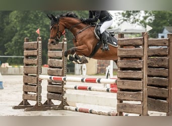 Mecklenburger Warmblut, Wallach, 9 Jahre, 162 cm, Brauner