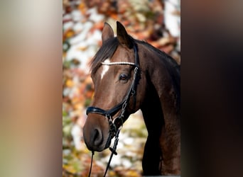 Mecklenburger Warmblut, Wallach, 9 Jahre, 162 cm, Brauner