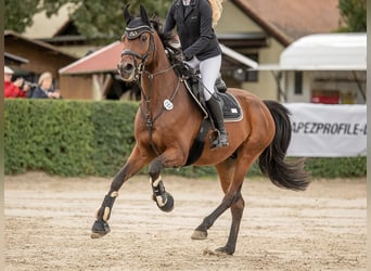 Mecklenburger Warmblut, Wallach, 9 Jahre, 162 cm, Brauner