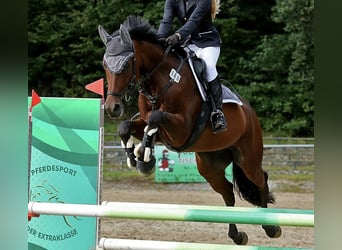 Mecklenburger Warmblut, Wallach, 9 Jahre, 162 cm, Brauner