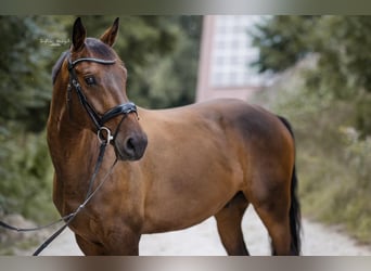 Mecklenburger Warmblut, Wallach, 9 Jahre, 168 cm, Dunkelbrauner