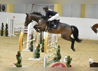 Mecklenburger Warmblut, Wallach, 9 Jahre, 168 cm, Dunkelbrauner