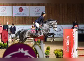 Mecklenburger Warmblut, Wallach, 9 Jahre, 168 cm, Schimmel