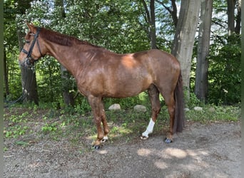 Mecklenburger Warmblut, Wallach, 9 Jahre, 170 cm, Fuchs