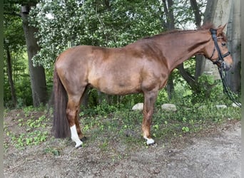 Mecklenburger Warmblut, Wallach, 9 Jahre, 170 cm, Fuchs
