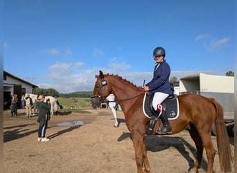Mecklenburger Warmblut, Wallach, 9 Jahre, 170 cm, Fuchs