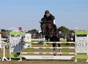 Mecklenburger Warmblut, Wallach, 9 Jahre, 176 cm, Rappe