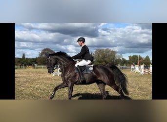 Mecklenburger Warmblut, Wallach, 9 Jahre, 176 cm, Rappe