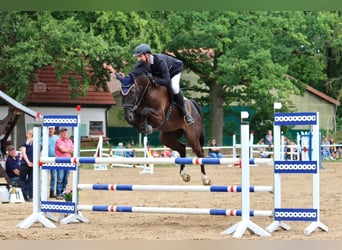 Mecklenburger Warmblut, Wallach, 9 Jahre, 176 cm, Rappe