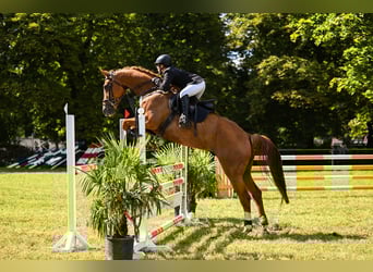 Mecklenburger Warmblut, Wallach, 9 Jahre, 182 cm, Fuchs