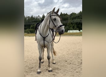 Mecklenburger Warmblut, Wallach, 9 Jahre, Schimmel
