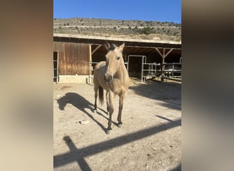 Media sangre arabe Mestizo, Caballo castrado, 13 años, 156 cm, Bayo