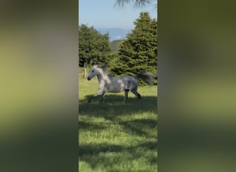 Media sangre arabe, Caballo castrado, 13 años, 163 cm, Tordo rodado