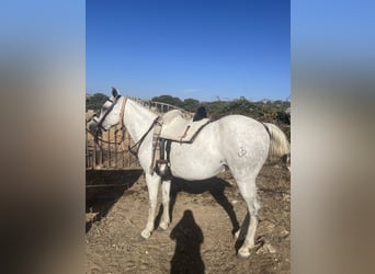 Media sangre arabe Mestizo, Caballo castrado, 14 años, Tordo