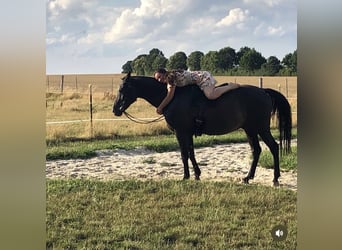 Media sangre arabe Mestizo, Caballo castrado, 18 años, 156 cm, Negro