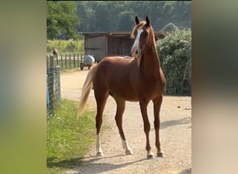 Media sangre arabe, Caballo castrado, 1 año, 154 cm, Alazán