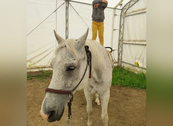 Media sangre arabe Mestizo, Caballo castrado, 22 años, 150 cm, White/Blanco