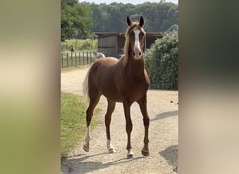 Media sangre arabe, Caballo castrado, 2 años, 154 cm, Alazán