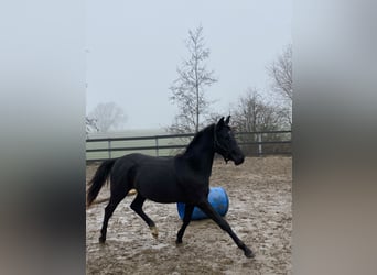 Media sangre arabe, Caballo castrado, 2 años, 155 cm, Morcillo