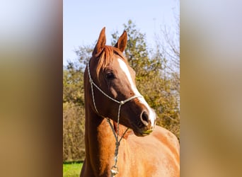 Media sangre arabe, Caballo castrado, 3 años, 150 cm, Alazán-tostado