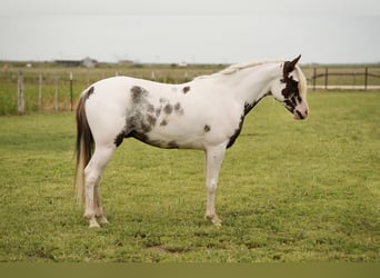 Media sangre arabe, Caballo castrado, 4 años, 147 cm, Pío