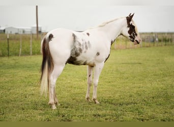 Media sangre arabe, Caballo castrado, 4 años, 147 cm, Pío