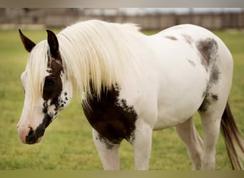 Media sangre arabe, Caballo castrado, 4 años, 147 cm, Pío