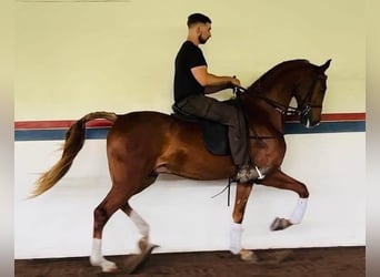 Media sangre arabe Mestizo, Caballo castrado, 4 años, 152 cm, Alazán-tostado