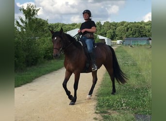 Media sangre arabe, Caballo castrado, 4 años, 157 cm, Castaño