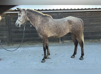 Media sangre arabe, Caballo castrado, 5 años, 156 cm, Tordo