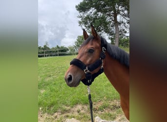 Media sangre arabe, Caballo castrado, 7 años, 156 cm, Castaño