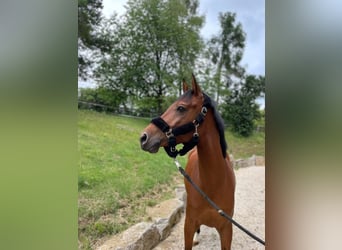 Media sangre arabe, Caballo castrado, 7 años, 156 cm, Castaño