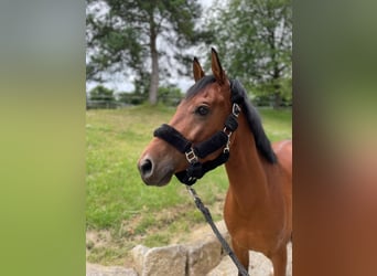 Media sangre arabe, Caballo castrado, 7 años, 156 cm, Castaño