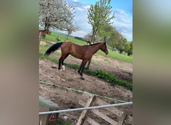 Media sangre arabe, Caballo castrado, 9 años, 157 cm, Castaño oscuro