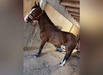 Media sangre arabe, Caballo castrado, 9 años, 157 cm, Castaño oscuro