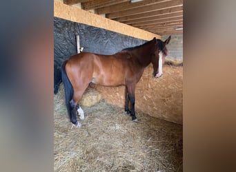 Media sangre arabe, Caballo castrado, 9 años, 157 cm, Castaño oscuro