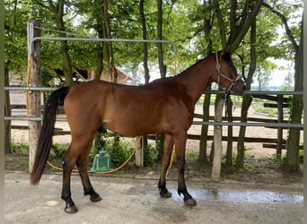 Media sangre arabe, Semental, 3 años, 165 cm, Castaño oscuro