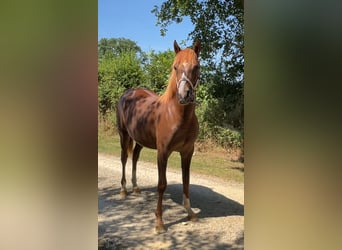 Media sangre arabe, Yegua, 1 año, 140 cm, Alazán-tostado