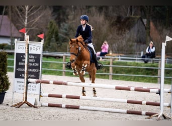 Media sangre polaco, Caballo castrado, 11 años, 140 cm, Alazán
