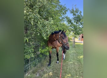 Media sangre polaco, Caballo castrado, 11 años, 165 cm, Castaño