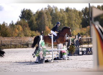 Media sangre polaco, Caballo castrado, 11 años, 167 cm, Castaño