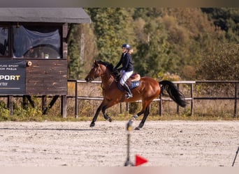 Media sangre polaco, Caballo castrado, 11 años, 167 cm, Castaño