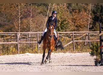 Media sangre polaco, Caballo castrado, 11 años, 167 cm, Castaño