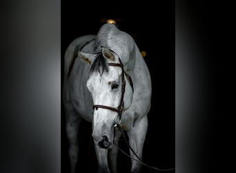 Media sangre polaco, Caballo castrado, 11 años, 168 cm, Tordo