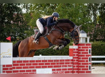 Media sangre polaco, Caballo castrado, 11 años, 173 cm, Castaño oscuro